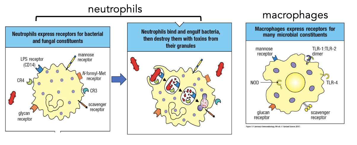 <p><strong>cellular mediators</strong></p><ul><li><p>sensor cells express ________ for an initial discrimination between self and non-self</p><ul><li><p>ex. neutrophils and macrophages</p><ul><li><p>macrophages also activate adaptive immunity, so a little different than neutrophils</p></li></ul></li></ul></li></ul><p></p>