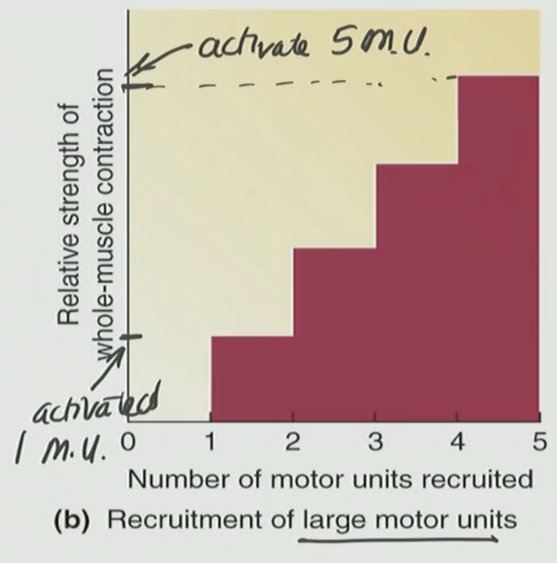 <p>Large Motor Unit</p>