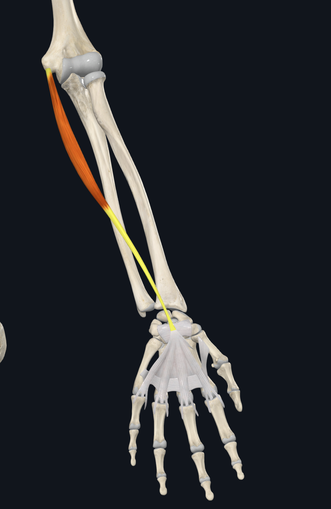 <p><span>flexor retinaculum and palmar aponeurosis</span></p>