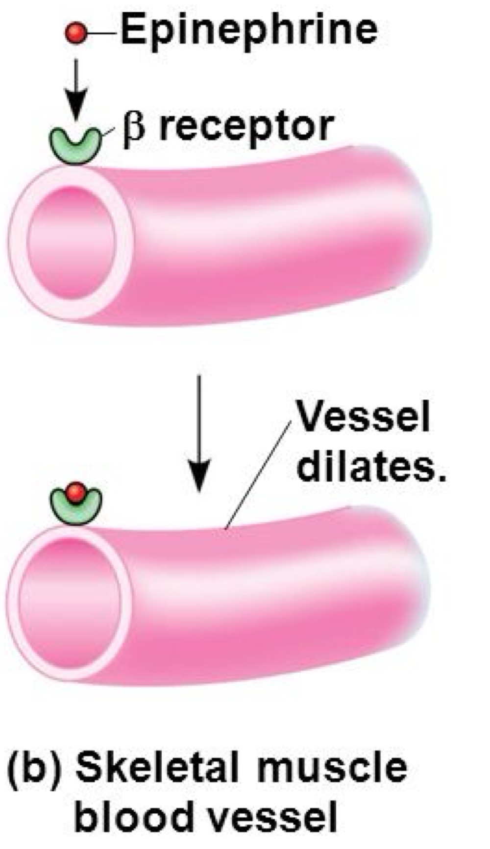 <p>•    Activation d’un récepteur β<br />
    •   Induit une dilatation du vaisseau<br />
    •   Augmente la perfusion musculaire</p>