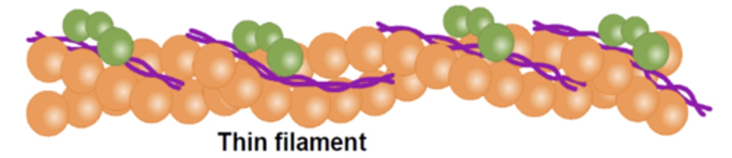 <p>what protein is green?</p>