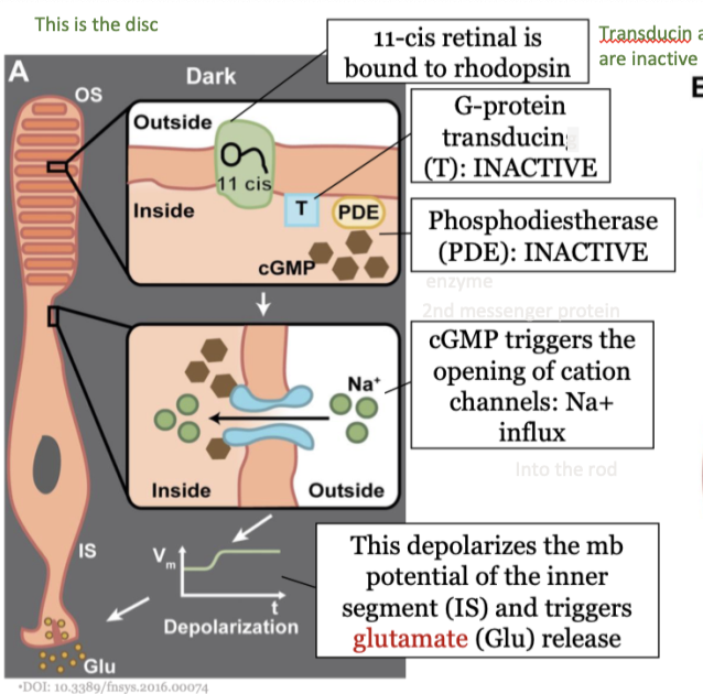 cGMP triggers the opening of cation channels: NA+ influx