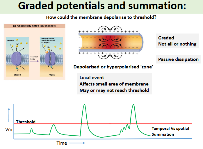 <p>how can the membrane depolarise to threshold?  </p>