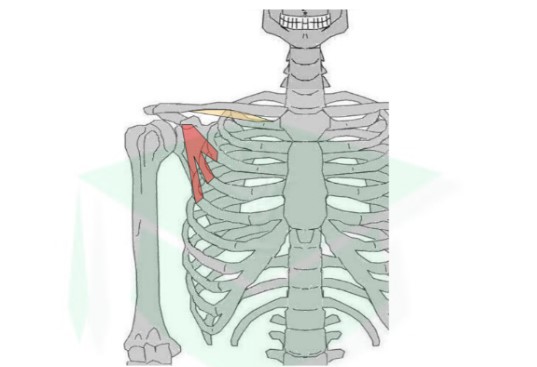 <ul><li><p>trajet : trangulaire oblique, haut/dehors/arrière</p></li><li><p>action : si point fixe = thorax → abaisse moignon de l&apos;épaule (donc scapula) si point fixe = épaule → inspirateur → muscle venant de la scapula mais pas la même action que le dentelé ant</p></li></ul>