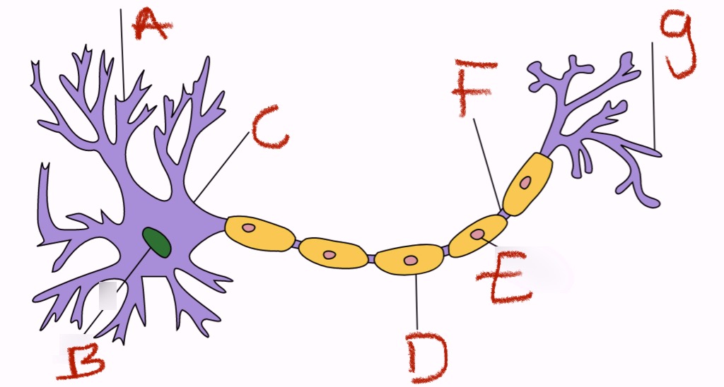 <p>what is f and what does it do</p>