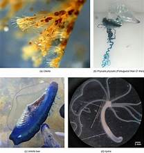 <p>Hydras and Portuguese man-of-war</p>