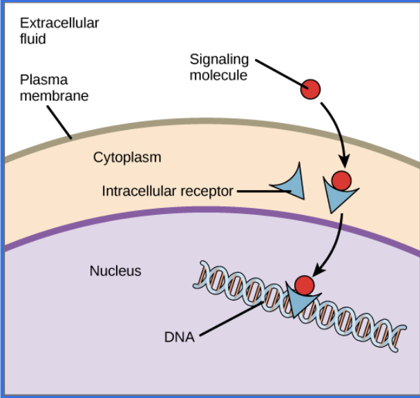 <p>are located within the cytoplasm or the nucleus of the cell.</p><ul><li><p>The signalling chemicals, ligands, diffuse through the plasma membranes, and bind to a specific binding site on the receptor protein <strong>inside the cell.</strong></p></li><li><p>Chemical signals that can diffuse through the phospholipid bilayer are <strong>hydrophobic</strong></p></li><li><p>The binding site of the intracellular receptor proteins will also be <strong>hydrophobic. </strong></p><p></p></li></ul><p></p>