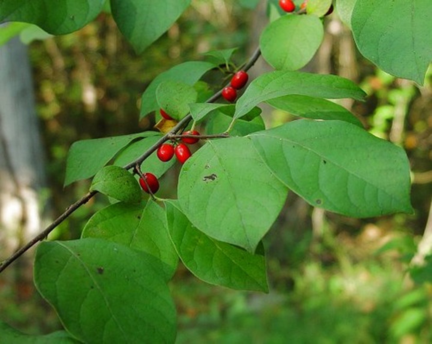 <p>spicebush</p><p>Family: Lauraceae</p>