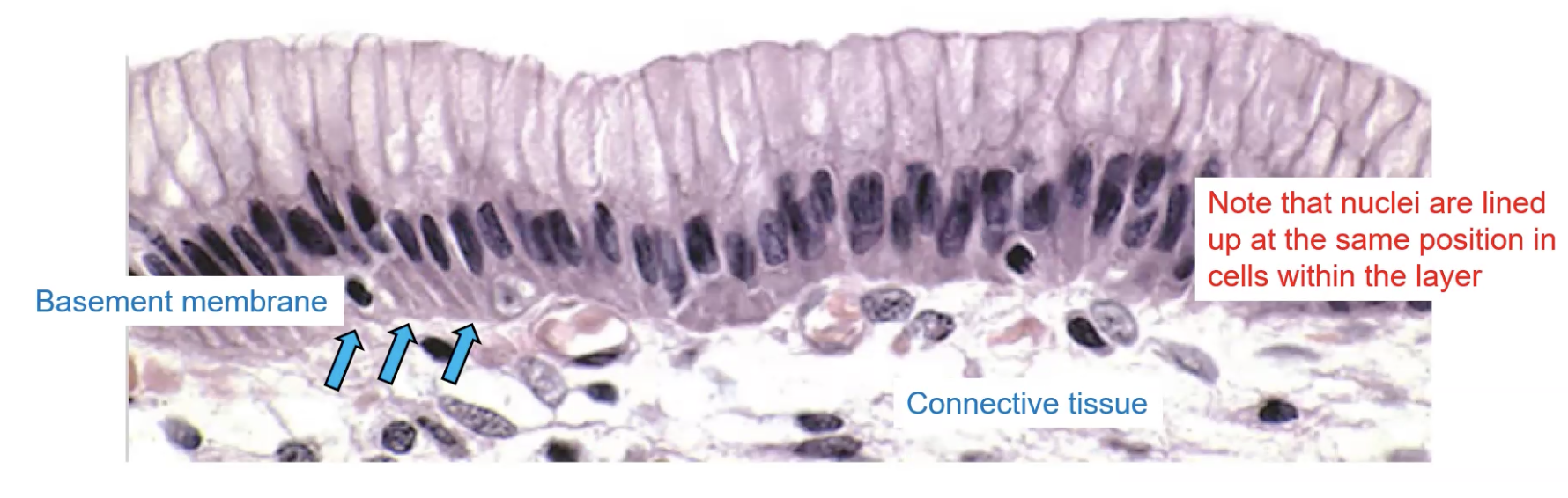 <p>Round nuclei and they are lined up. Single layered cells.</p>