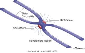 <p>Where are the chromatids located in a eukaryotic chromosome?</p>