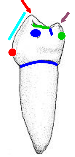 <p>Name the tooth and hi-lighted portions</p>