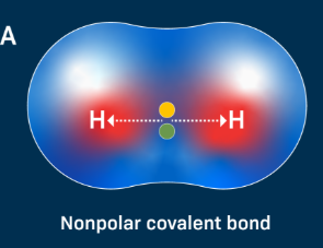 <p>strong bonds formed when atoms physically share electrons unequally, resulting in the formation of molecules</p>