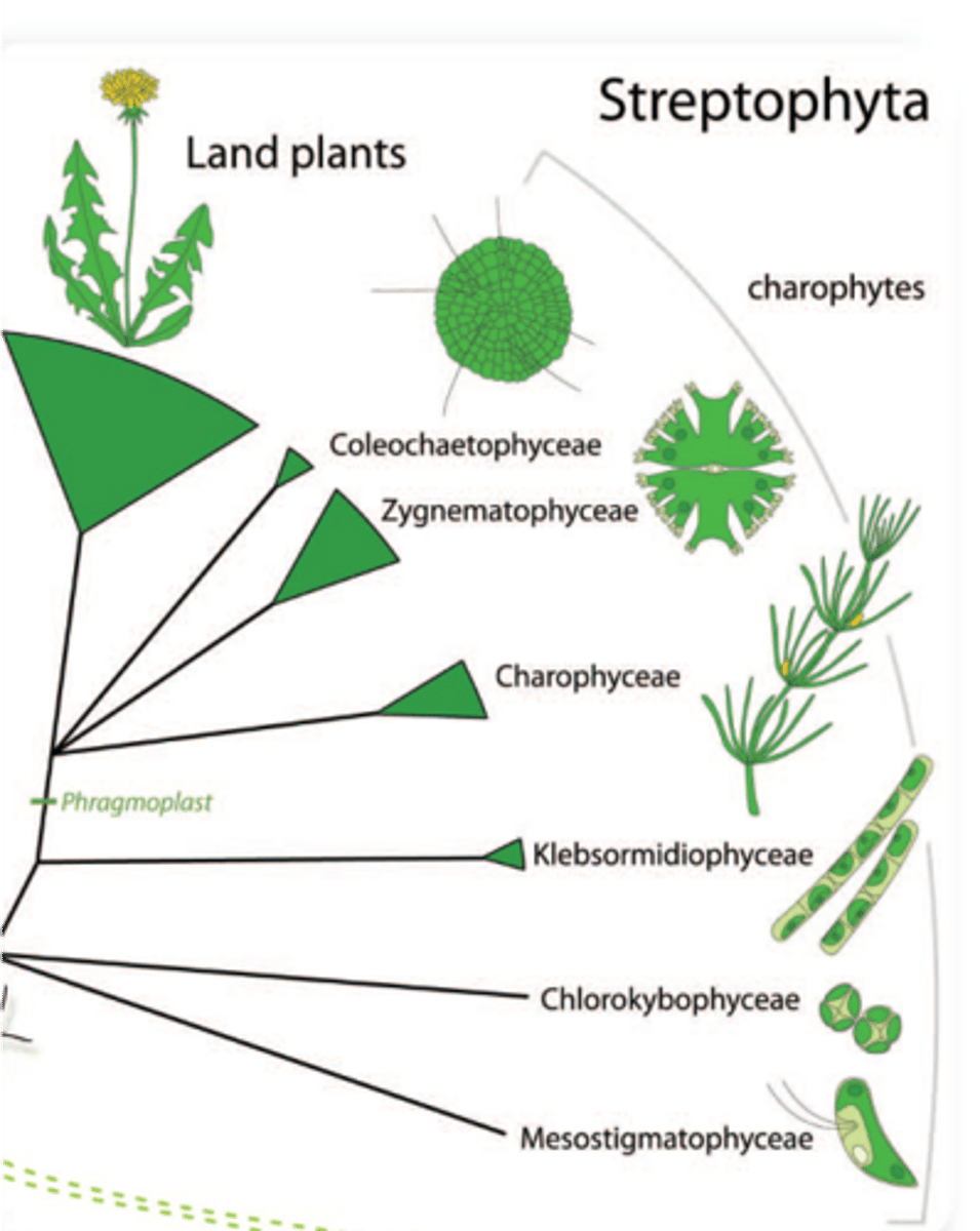 <p>predominantly freshwater, though some can be found in brackish conditions, one billion years old, flagellated and unflagellated unicells and filamentous morphologies, most follow zygotic meiosis, cellulose-rich cell walls, plant-like starch used for energy storage, and stellate structure of microtubules at the base of flagella</p>