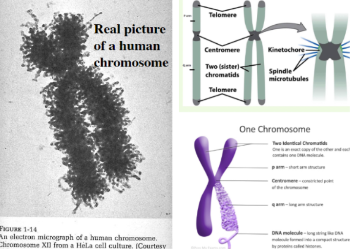 <ul><li><p><span style="background-color: transparent; font-family: &quot;Helvetica Neue&quot;, sans-serif;">205 cm in males</span></p></li><li><p><span style="background-color: transparent; font-family: &quot;Helvetica Neue&quot;, sans-serif;">208 cm for females</span></p></li></ul><p></p>