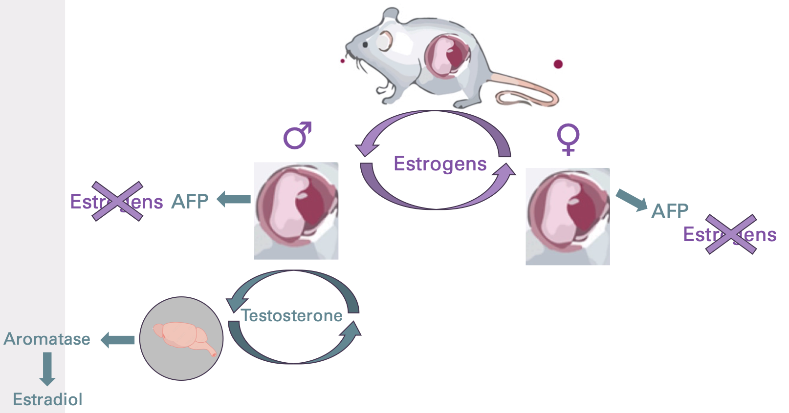 <ul><li><p>necessary to protect developing fetuses from maternal estrogens during development</p></li><li><p>perinatal rats produce large quantities of the protein alpha-fetaprotein, which binds to circulating estrogens but not to androgens</p></li><li><p>“Alpha-fetoprotein (AFP) is a glycoprotein produced by the fetal liver that plays a crucial role in protecting developing rat fetuses from maternal estrogens. AFP binds to estrogens in the maternal circulation, preventing them from crossing the placenta and affecting the fetus. This binding reduces the potential for estrogen-related developmental issues, ensuring proper growth and differentiation of fetal tissues. Additionally, AFP helps maintain a stable hormonal environment necessary for fetal development.”</p></li></ul><p></p><p></p>