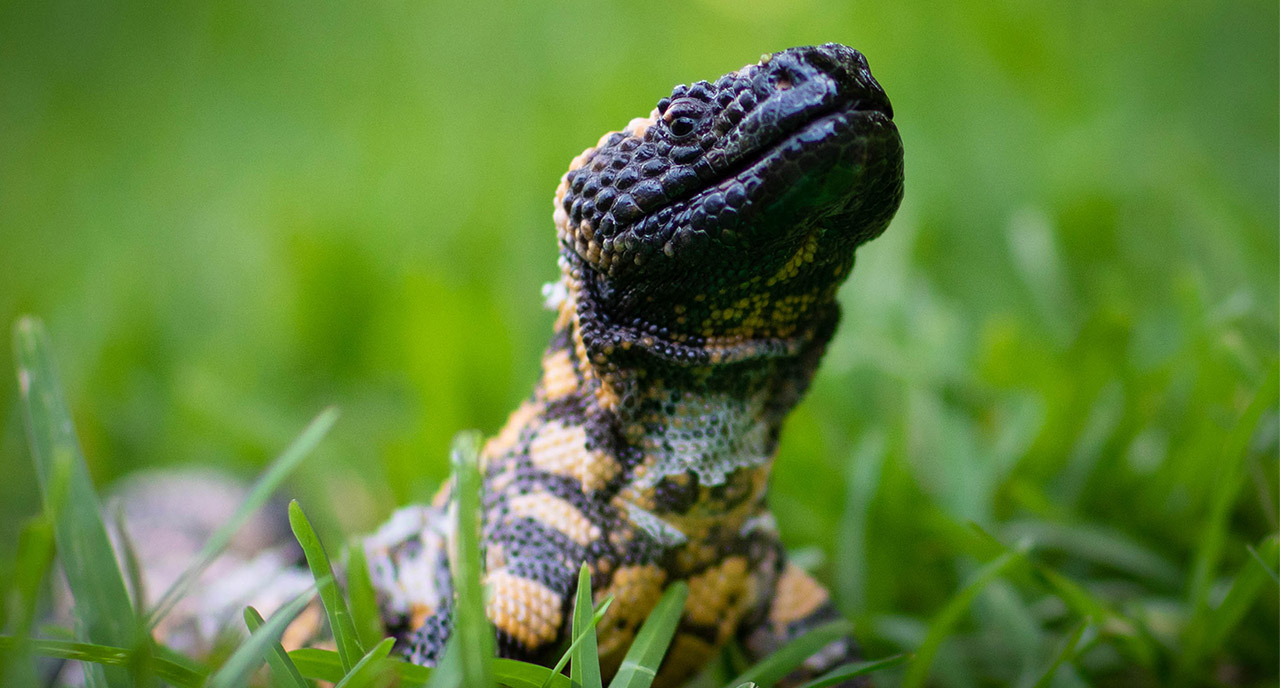 Gila monster