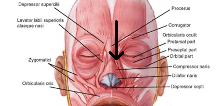 <p>innervation: CN VII</p><p>action: elevate corner of nostrils</p>