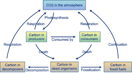 <p>processes through which carbon compounds are circulated in the environment</p>