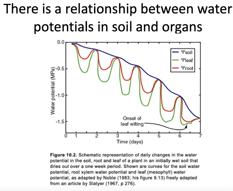 <p>During the day, over a period of days, plant evaporation occurs. Soil loses water potential, which directly affects the plant water potential. Eventually this water potential becomes so negative that it loses turgidity, so it starts to welt.</p>