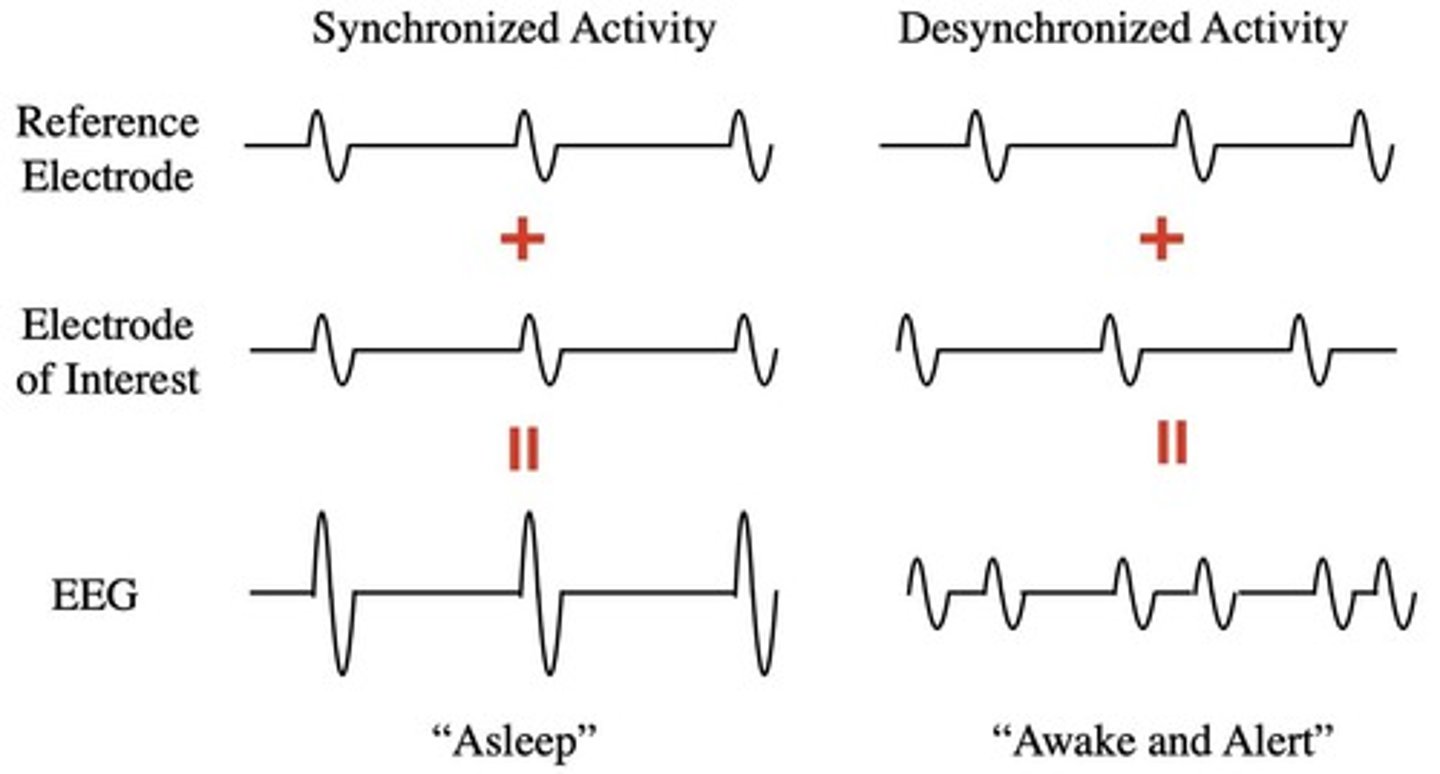 <p>Neurons firing in unison, correlated with sleep.</p>