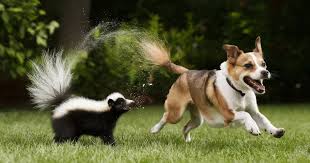 <p>she/he chases them away</p>