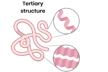 <p>● <strong>3D folding</strong> of polypeptide chain</p><p>● Due to <strong>interactions </strong>between amino acid <strong>R groups</strong> (dependent on sequence of amino acids)</p><p>● Forming <strong>hydrogen bonds</strong>,<strong> ionic bonds</strong> and <strong>disulfide bridges</strong></p><p></p><p></p>