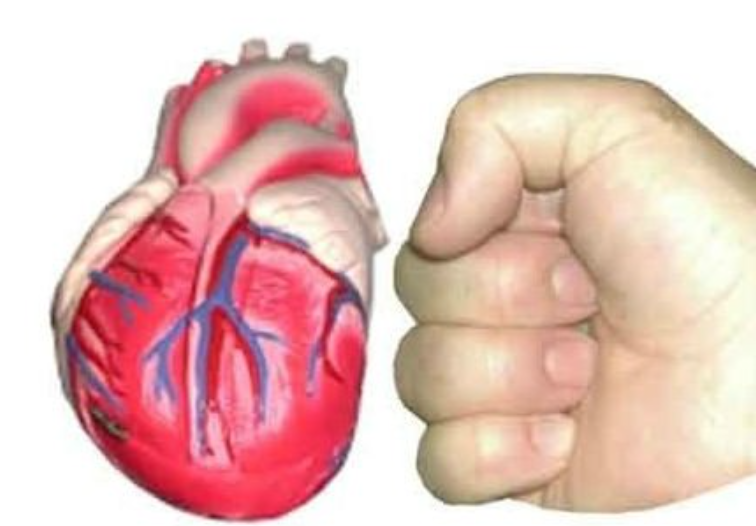 <p>a closed fist</p>