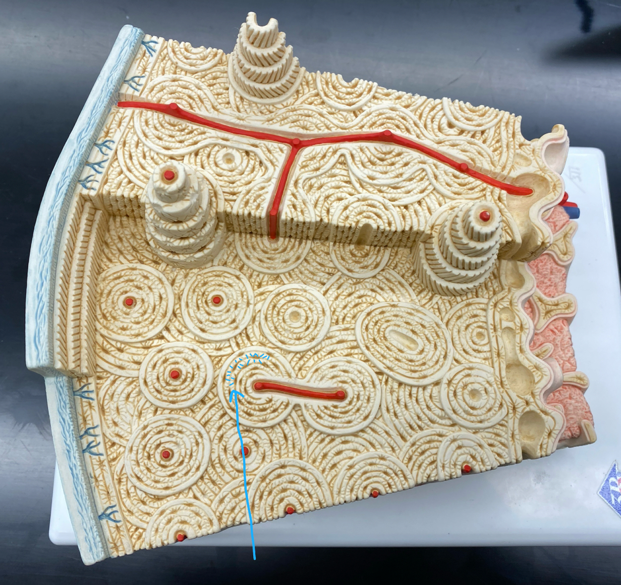 <p>Identify the name of this structure</p>