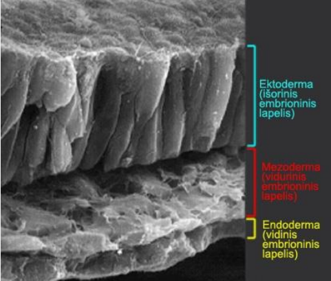 <p>Iš ektodermos (išorinis lapelis) išsivystys nervų sistema, smegenys, jutimo organai, oda ir plaukai. </p><p>• Iš endodermos (vidinis)– pagrindiniai vidaus organai (virškinimo sistema ir plaučiai). </p><p>• Iš mezodermos – griaučiai, raumenų audiniai, širdis, kraujotakos, lytinė ir šalinimo sistemos.</p>