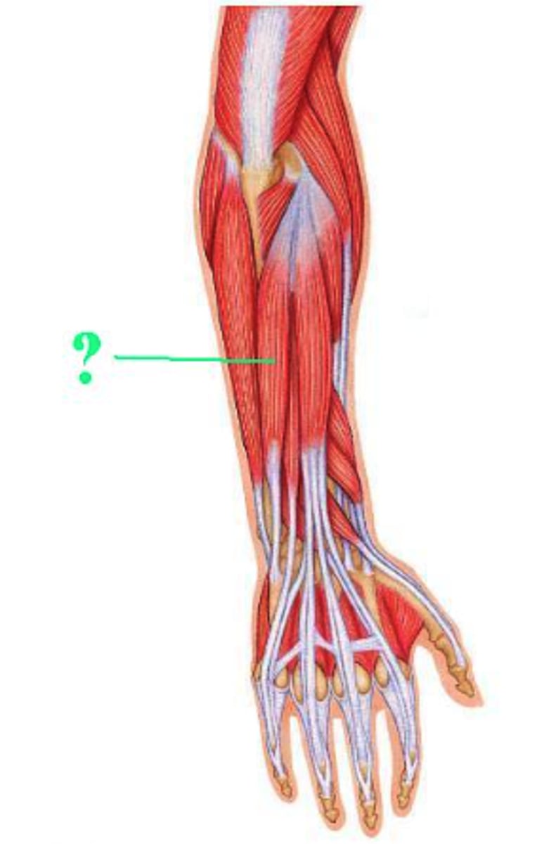 <p>extensor carpi ulnaris</p>
