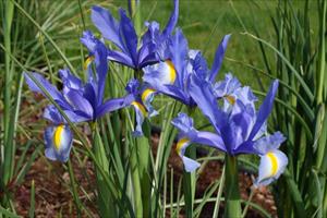 <p>Dutch Iris</p>