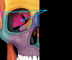 <p>Bone that joins all of the bones of the cranium together</p>