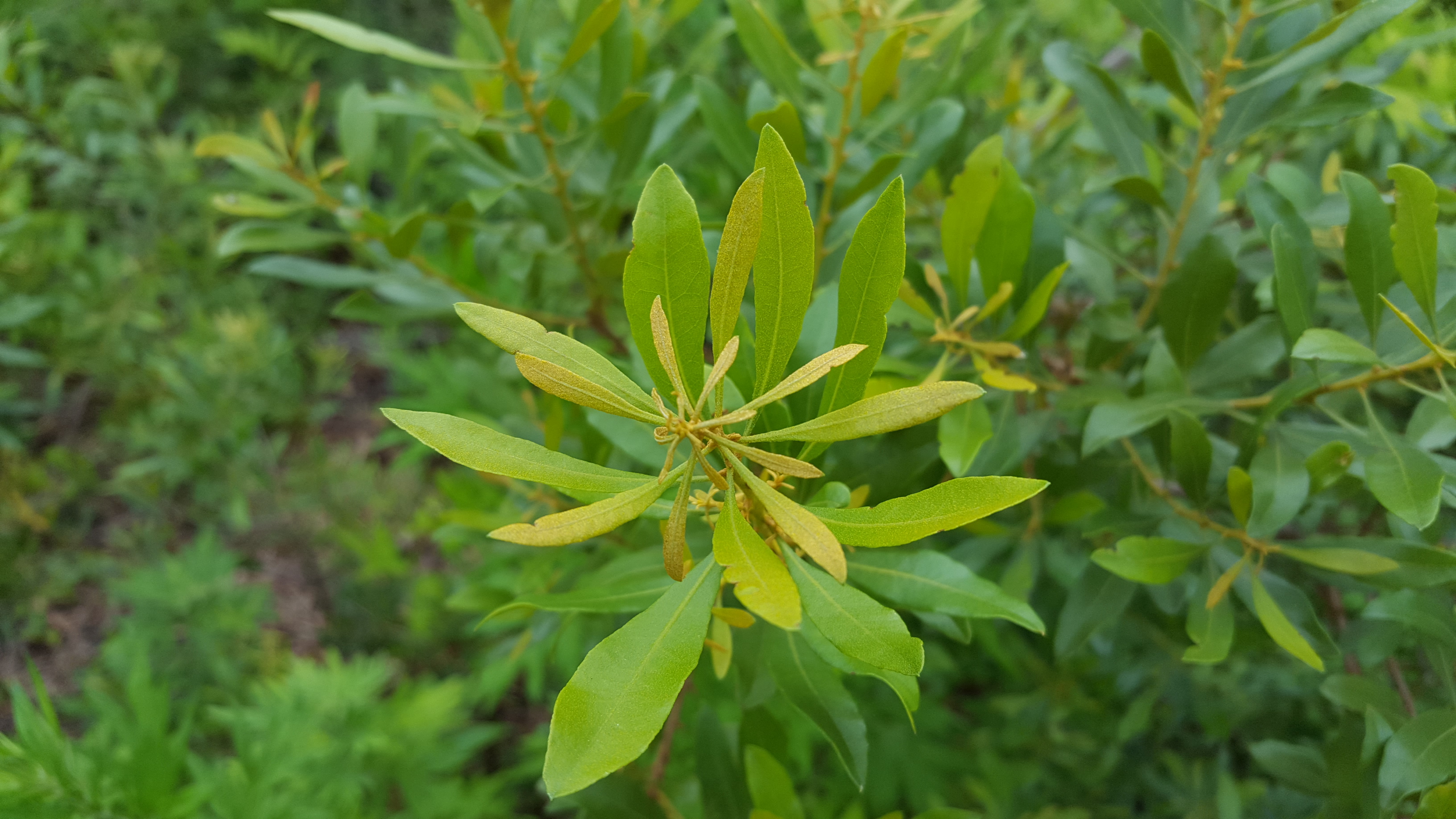 <p>Southern wax myrtle scientific name</p>