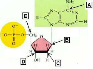 <p>which of the carbon atoms in the nucleotide could be the 3’ end of a DNA molecule?</p>