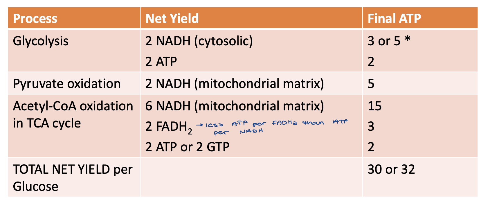 <ul><li><p>30 or 32</p></li><li><p>Depends on shuttle system transferring reducing equivalents into the mitochondrion</p></li></ul>
