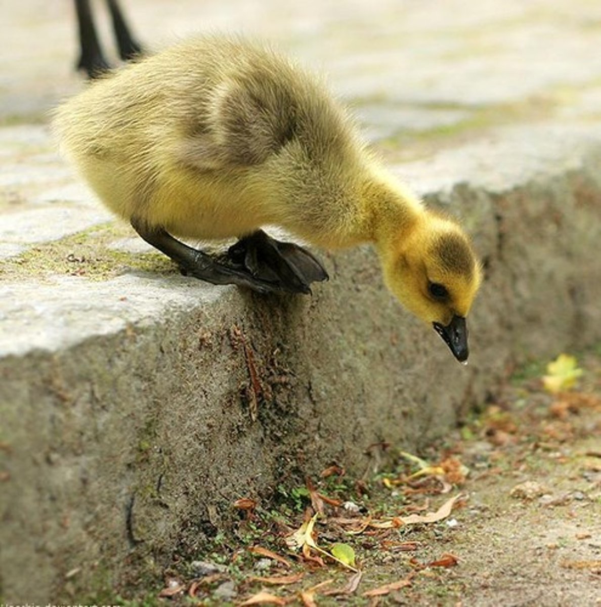 <p>lose strength or momentum.</p>