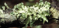 <p>what lichen</p>