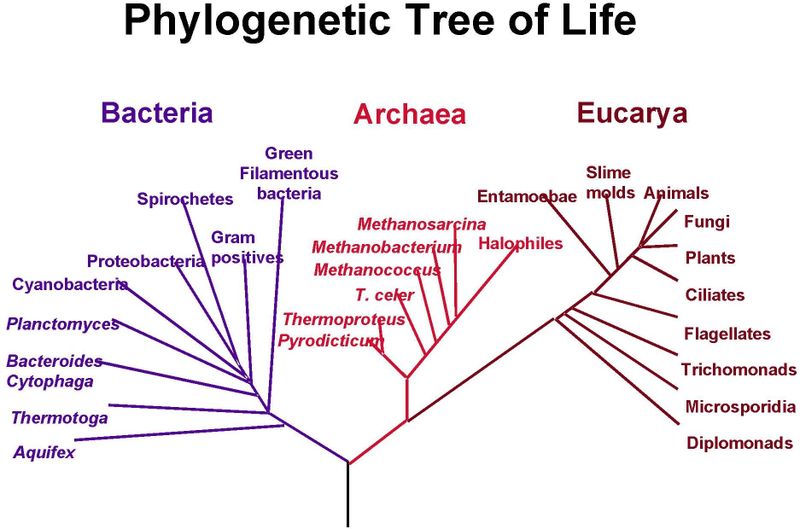 <ul><li><p>The three major classifications of life: Bacteria, Archaea, and Eukarya.</p></li><li><p>Further divided into kingdoms, phylum, class, order, genus, and species</p></li><li><p>Example: Humans are a part of Eukarya</p></li></ul><p></p>