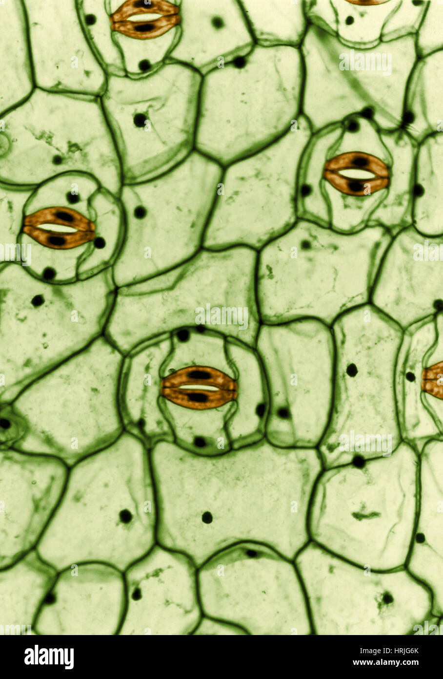 <p>pair of specialized plants</p>