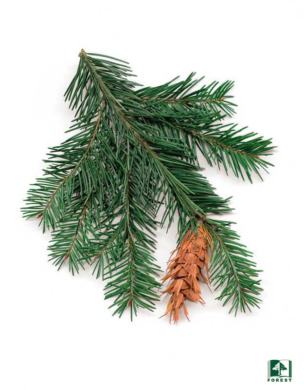 <p>Pseudotsuga menziesii</p>
