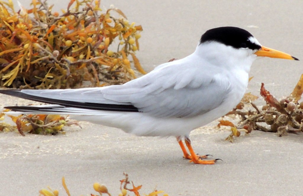 <p>Tiny, yellow bill and black cap. Nests on beaches.</p>