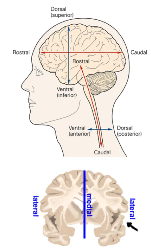 <p>front (eyes) to back</p>