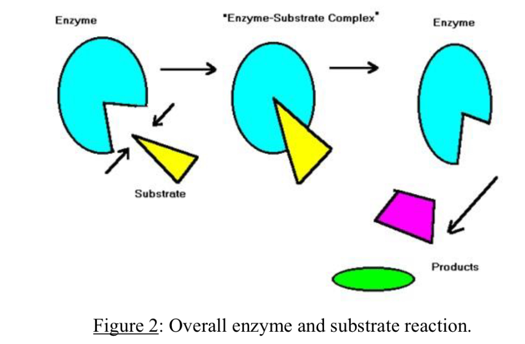 <p>The enzyme-substrate complex is when an enzyme and substrate briefly join at the active site.</p>