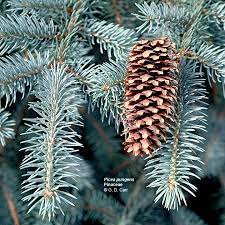 blue spruce