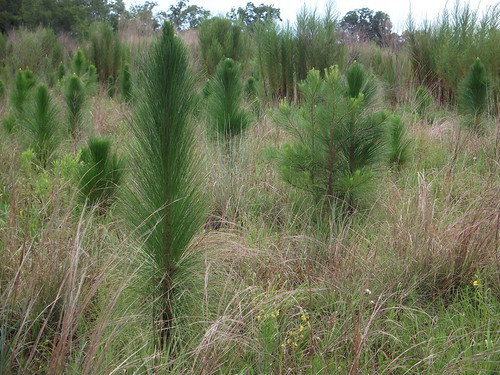 <p>(Pinus palustris)</p>