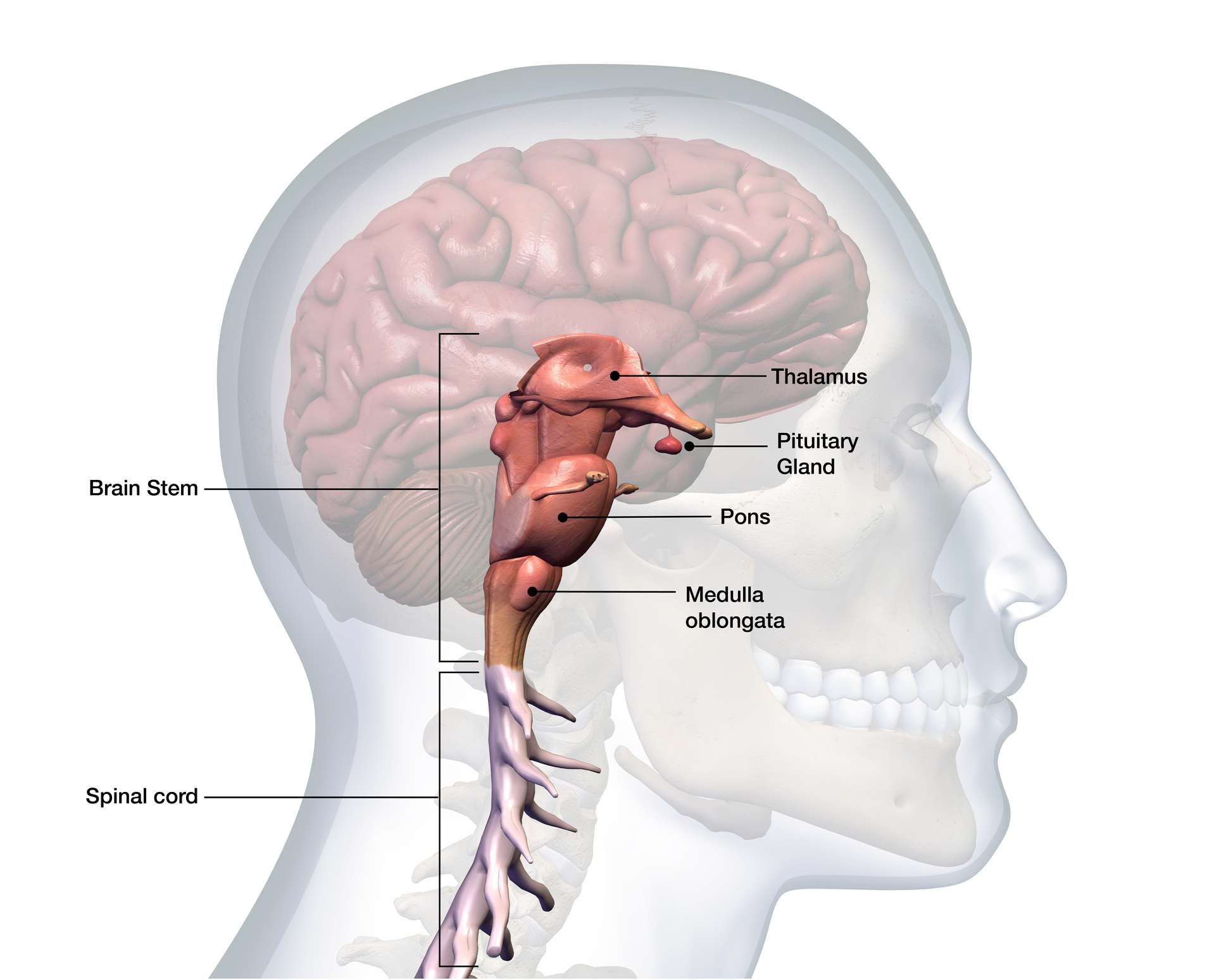 <p>brain stem</p>