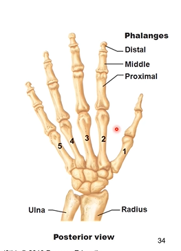<p>each phalange has 2-3 bones to it. thumb or the 1 digit has 2 bones. digits 2-5 have 3 bones</p><p>first digit has proximal and distal phalanx</p><p></p><p>digits 2-5 have proximal (closer to metacarpal/wrist). middle, and distal phalanx</p>