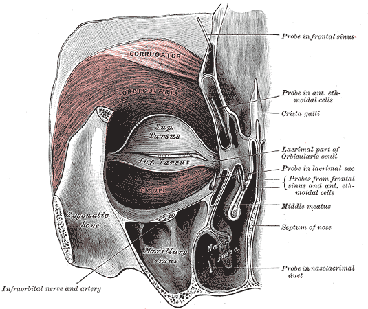 <p>Orbicularis Oculi</p>