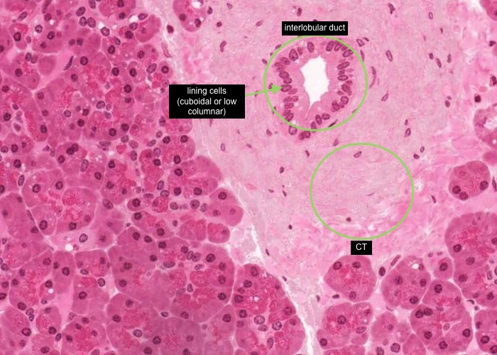 Pancreas small interlobular duct (H&E)