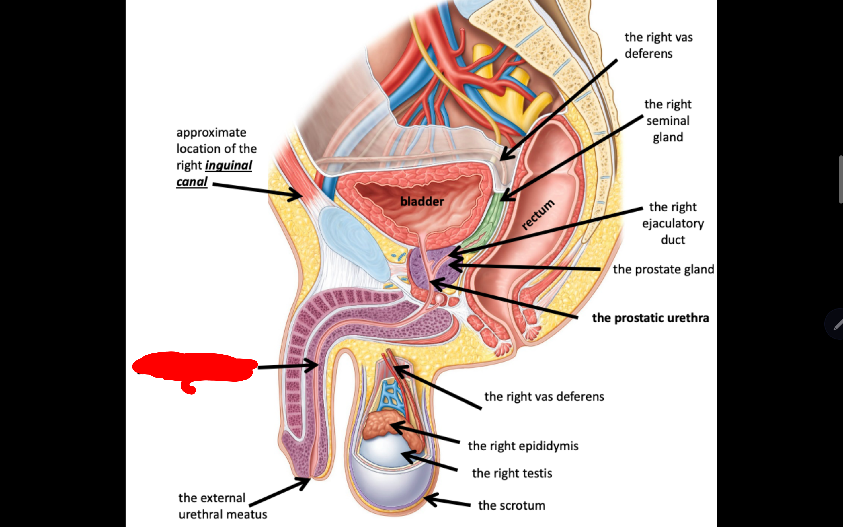 <p>Name the structure in red</p>
